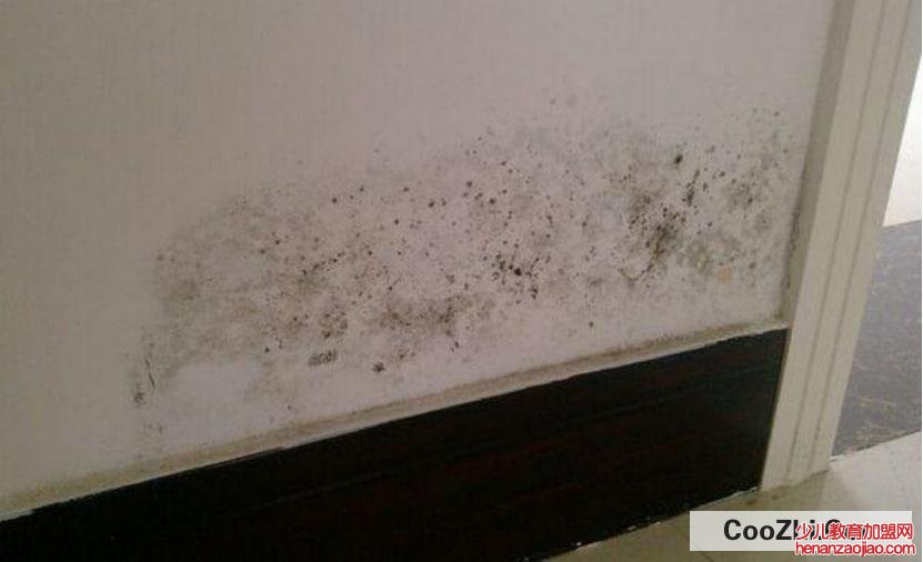 房间墙壁发霉怎么办