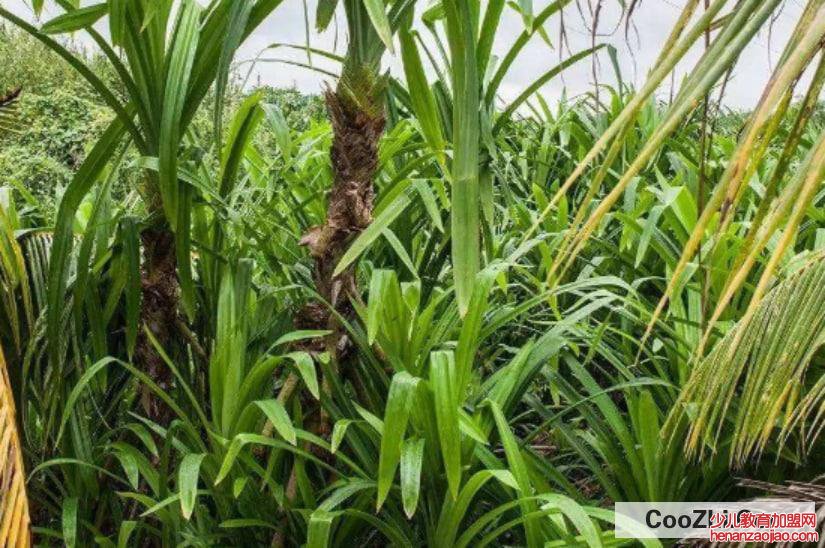 斑斓叶种植方法