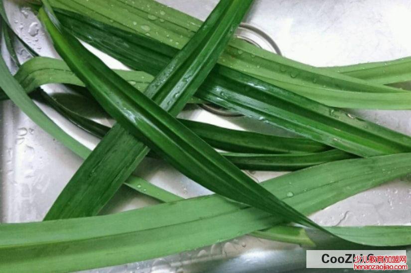 斑斓叶种植方法