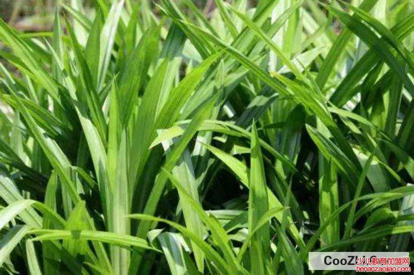 斑斓叶种植方法