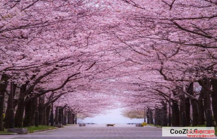 樱花功效与作用