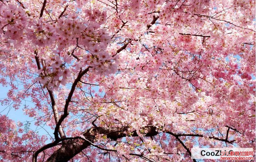 樱花功效与作用