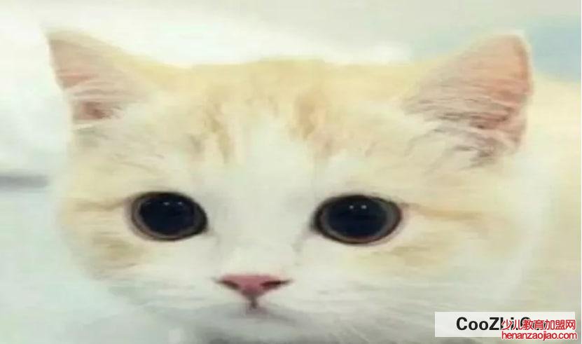 怎么去除家里的猫臭味