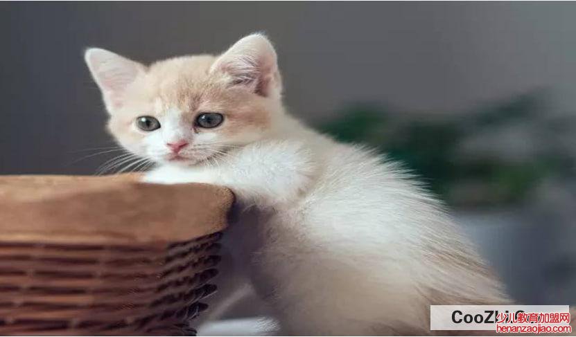 怎么去除家里的猫臭味