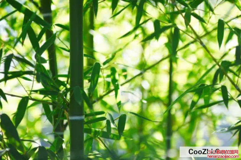 竹子叶子发黄怎么补救