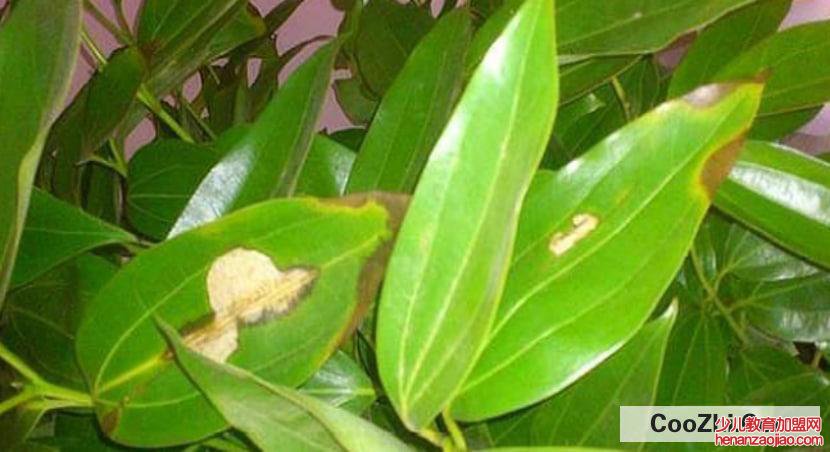 平安树怎么养殖