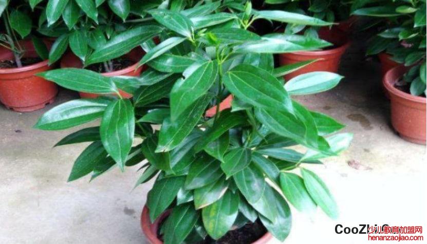 平安树怎么养殖