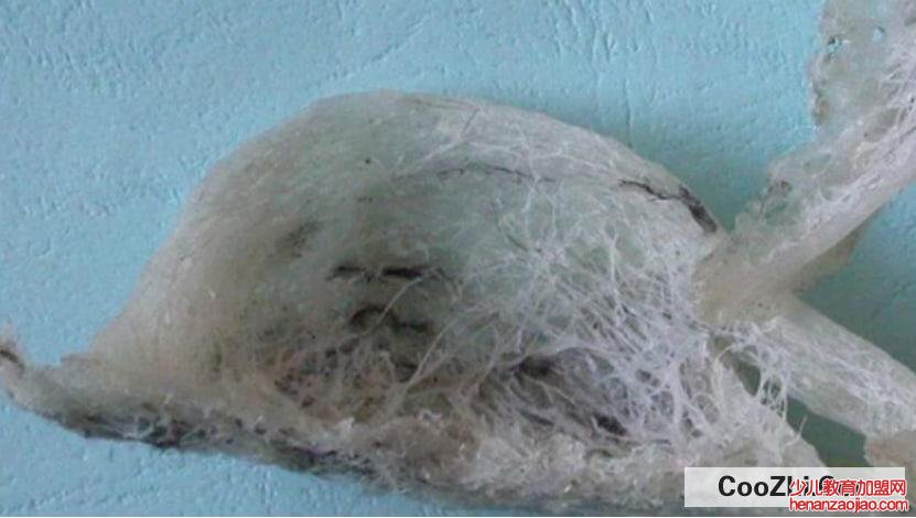 怎样才能辨别市面上燕窝的真假