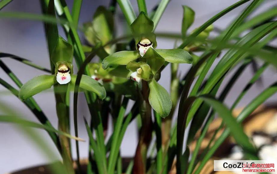 春兰怎么养殖方法与技巧