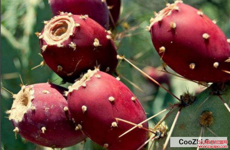 仙人掌果实有什么功效与作用