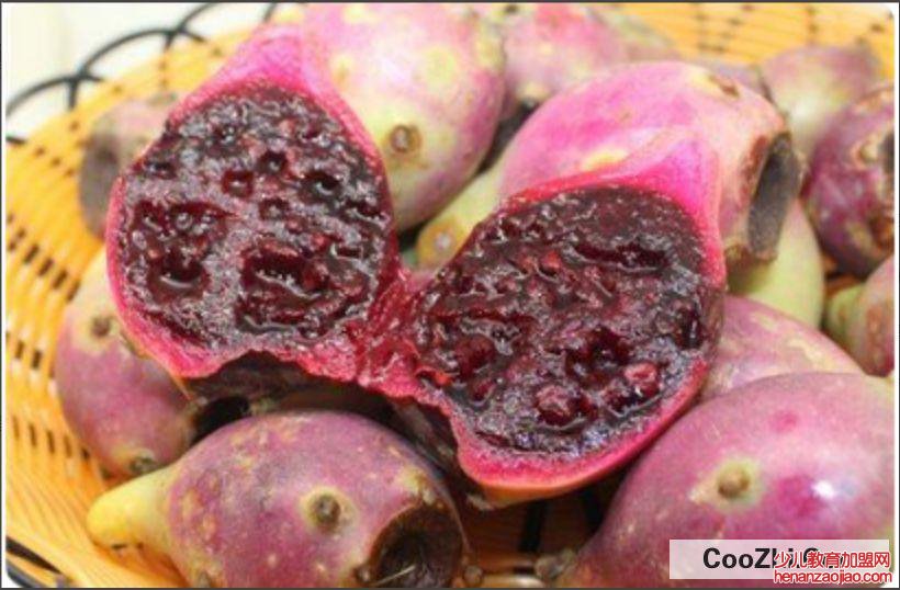 仙人掌果实有什么功效与作用