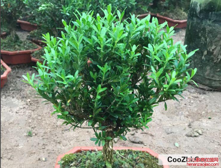 如何养好小叶紫檀