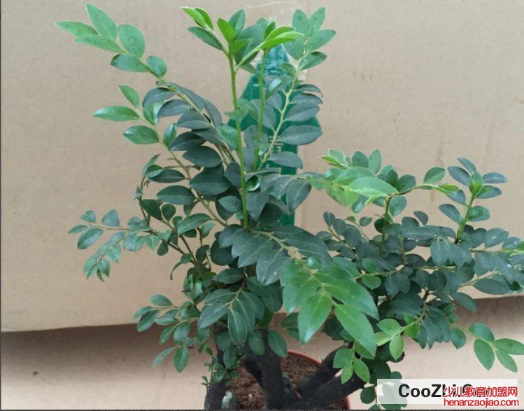 如何养好小叶紫檀