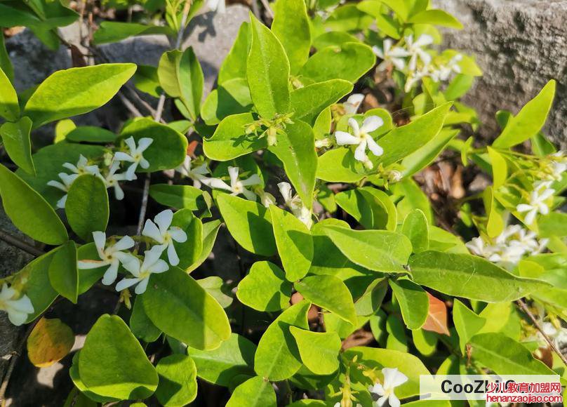 络石花怎么养殖