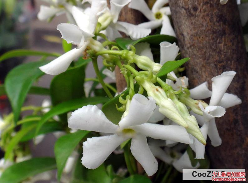 络石花怎么养殖