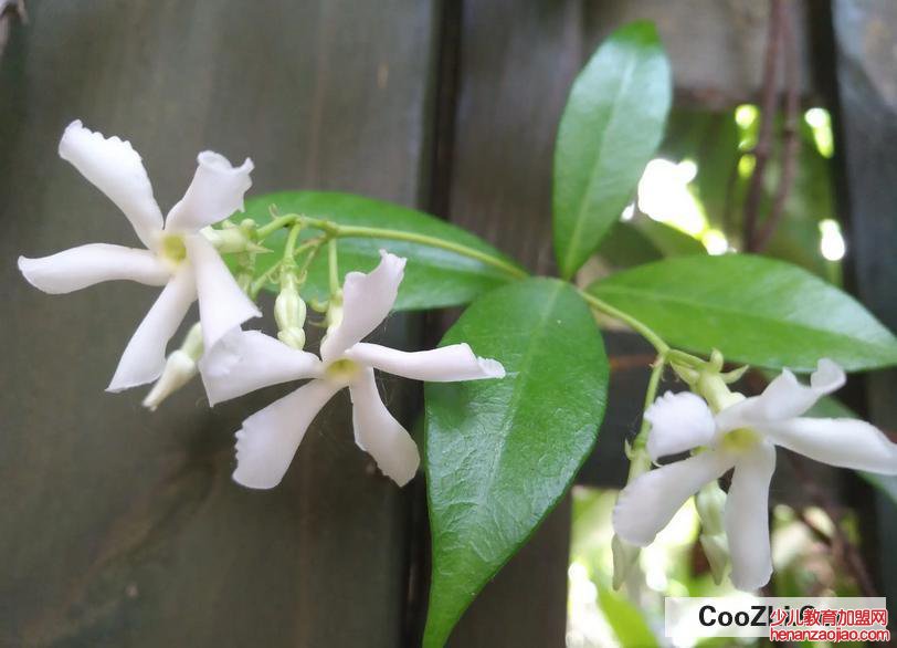 络石花怎么养殖