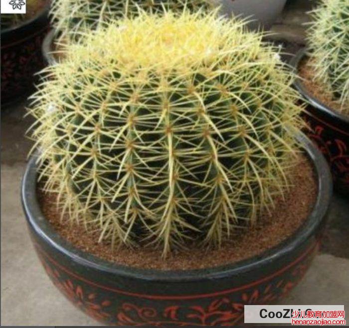 金琥摆放风水禁忌