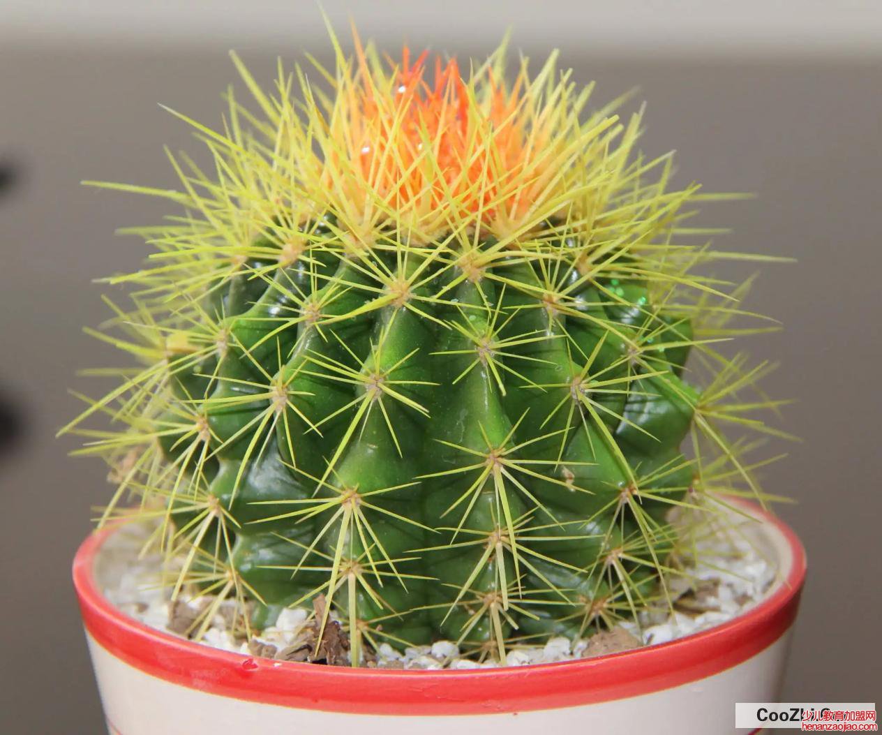 金琥摆放风水禁忌