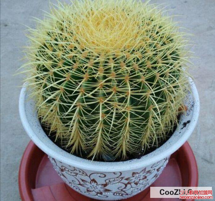 金琥摆放风水禁忌