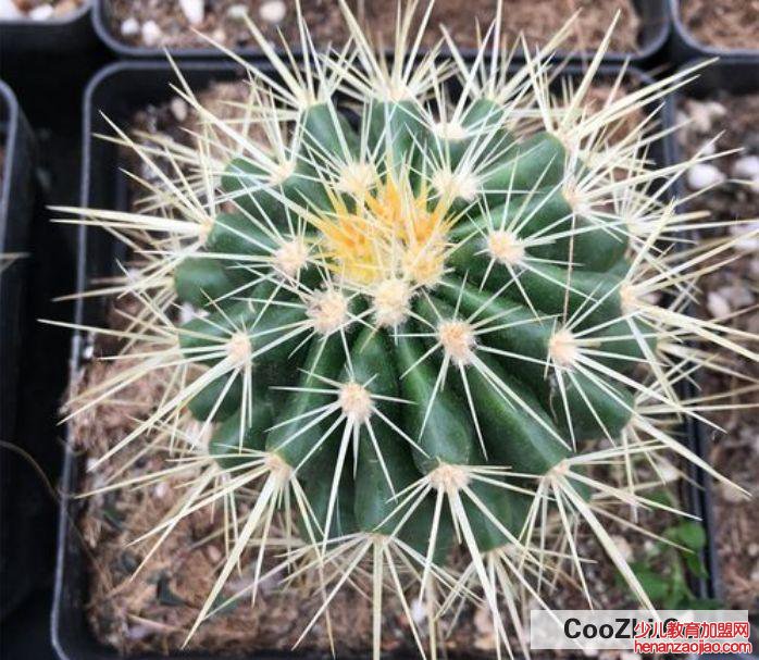 金琥摆放风水禁忌