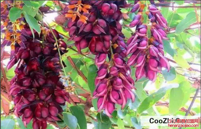 禾雀花种子种植方法