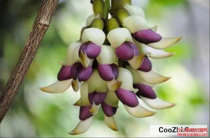 禾雀花种子种植方法