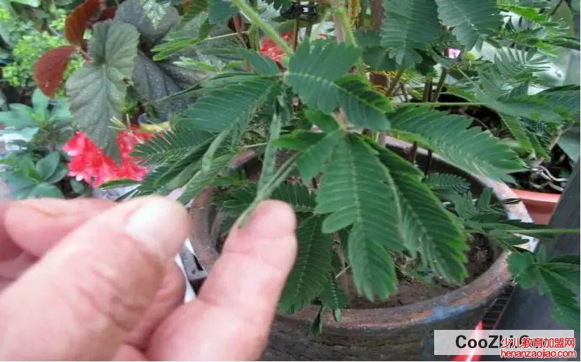 害羞草的养殖方法