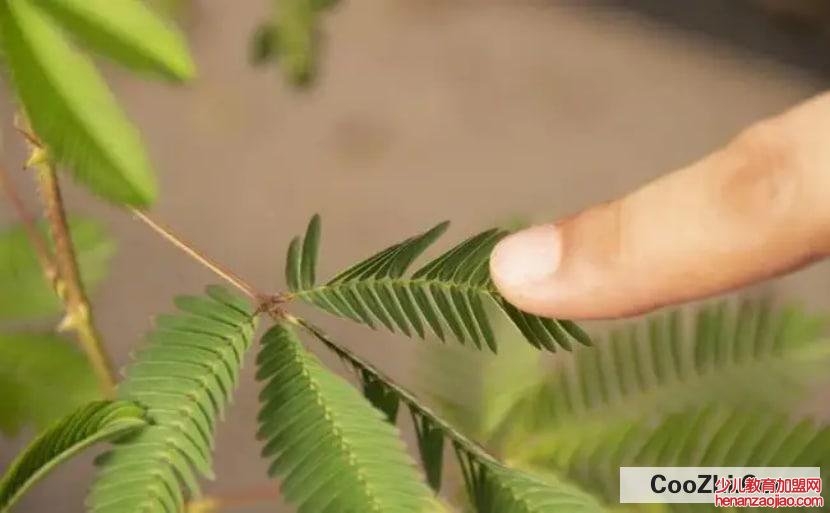 害羞草的养殖方法