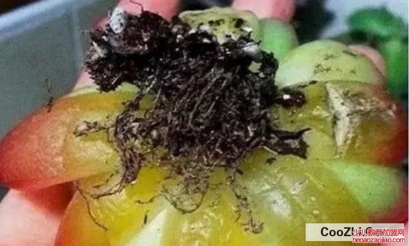 多肉生病怎么看