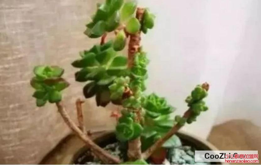 多肉生病怎么看