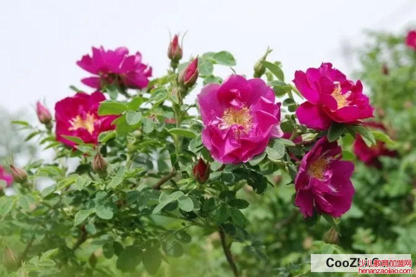 花店的玫瑰是否能够食用?