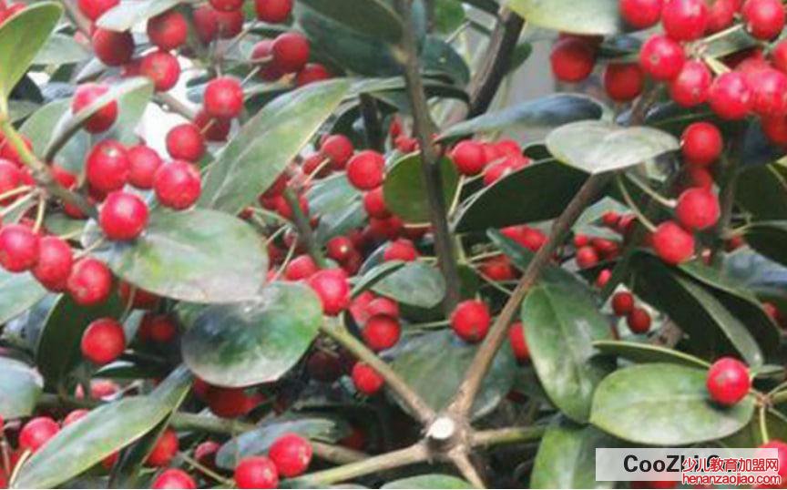 金玉满堂叶子发黄掉叶子怎么办