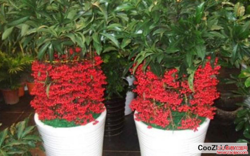 金玉满堂叶子发黄掉叶子怎么办