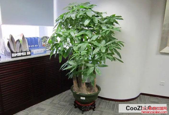 怎样才能把发财树养得好？