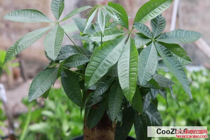 怎样才能把发财树养得好？