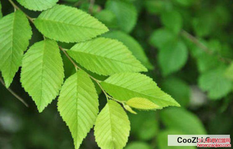 凡士林对植物的作用