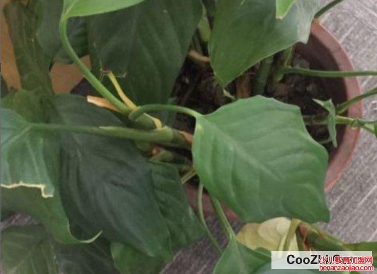 凡士林对植物的作用