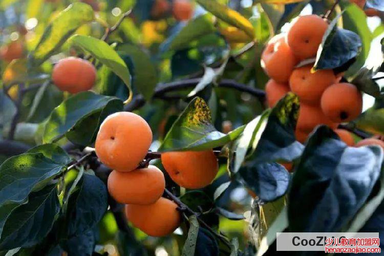 桂林的十大特产有哪些?