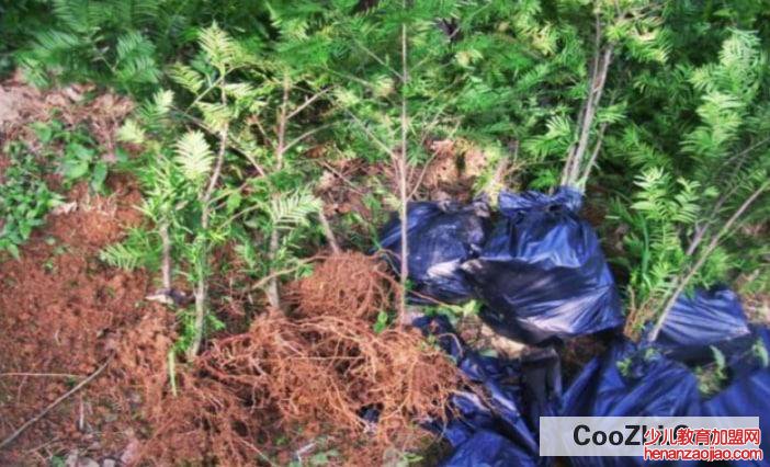 杨梅树怎么种植成活率高