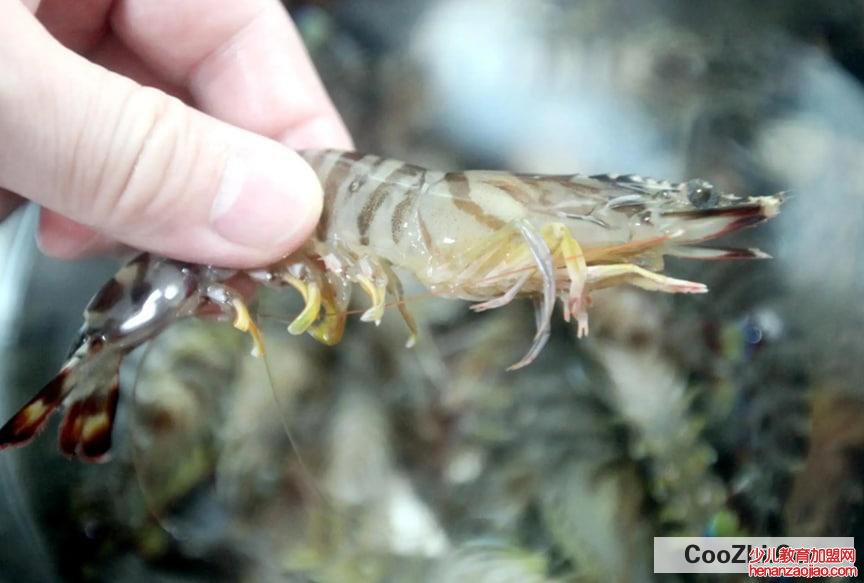 基围虾是淡水虾还是海水虾