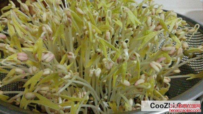 绿豆芽怎么发豆芽的步骤