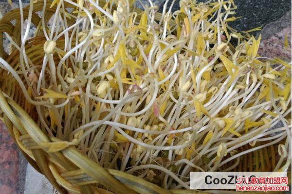 绿豆芽怎么发豆芽的步骤