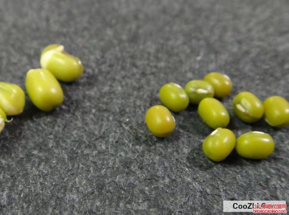 绿豆芽怎么发豆芽的步骤