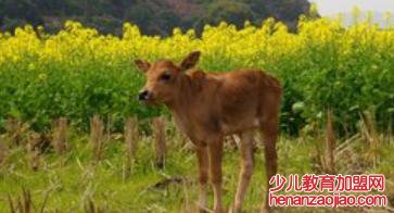 犊子是什么意思?