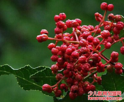 从哪几方面去辨别花椒和藤椒的区别?