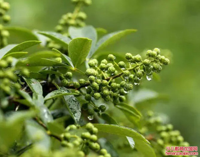 从哪几方面去辨别花椒和藤椒的区别?