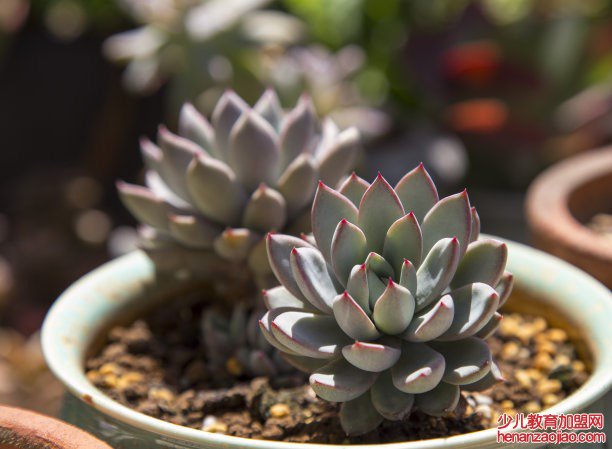 多肉应该怎么养？