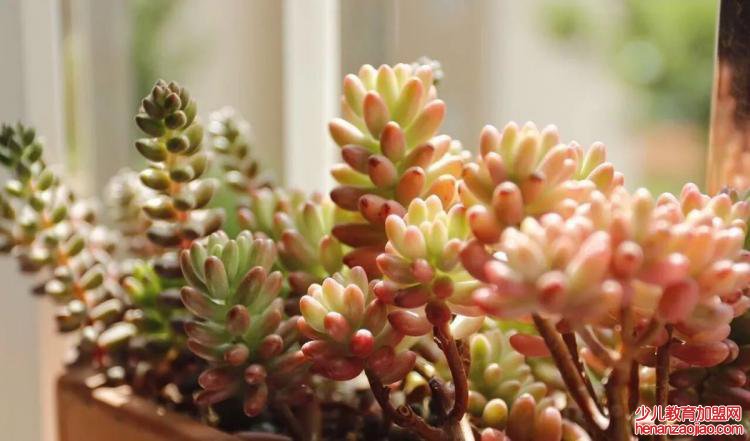 多肉应该怎么养？
