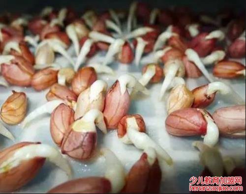 有哪些植物发芽之后不能食用呢