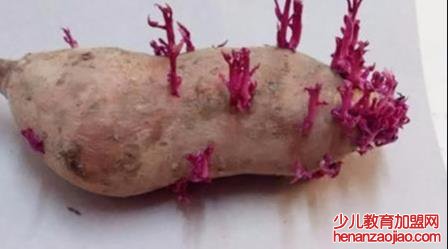 有哪些植物发芽之后不能食用呢